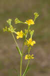 Roundpod St. Johnswort